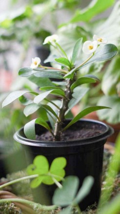 Keep plants safe in rainy season like this