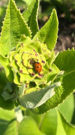 Baking soda, your garden’s best ally, Know Its 10 Uses