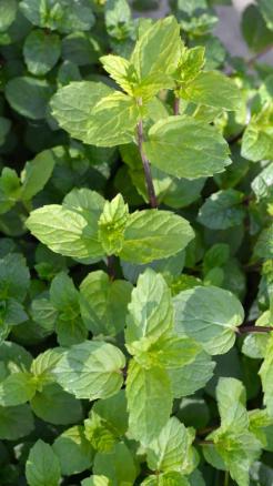 5 Amazing Benefits of Drinking Mint (Pudina) in Summer