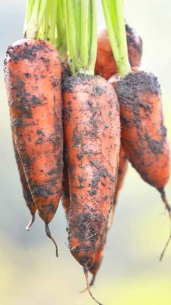 जानिए गाजर की टॉप 5 हाइब्रिड वैरायटी