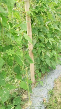 मानसून में करें लोबिया की खेती, जाने इसकी उन्नत किस्में