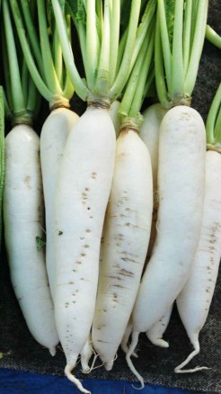 मूली की खेती से अच्छा मुनाफा कमाने के लिए रखें इन बातों का ध...