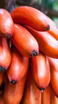 Red Banana is More Beneficial Than Yellow Banana