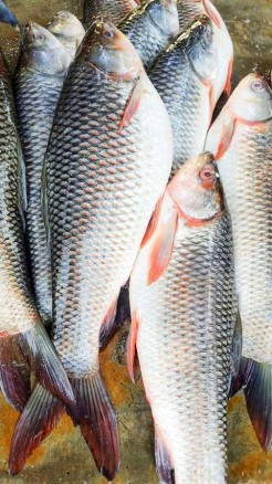 मछली पालन का बिजनेस, इन टॉप वैरायटी से करें अपनी किस्मत चमका...