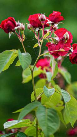Start Rose Cultivation with the Monsoon for a Bountiful Harv...