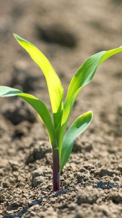 मिलेट की पैदावार को 07 गुना तक बढ़ाएं, इन आसान तरीकों को अपन...