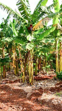 बरसात के मौसम में केले की फसल में रखें, इन बातों का खास ध्या...