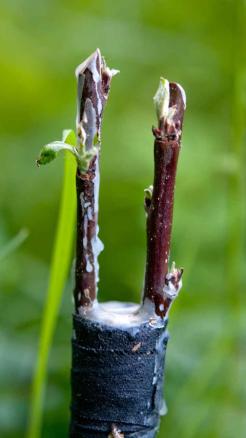 How to Perform Grafting in Plants? Learn 5 Essential Tips!