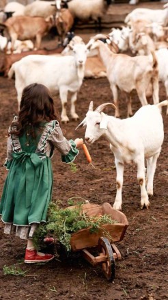 संगमनेरी बकरी की इस नस्ल से बदल जाएगी किसानों की किस्मत