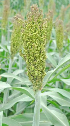 Top 8 amazing crops to tackle climate change, learn about th...