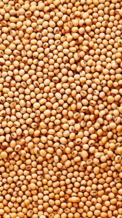 Soybean: A Protein Powerhouse with Multiple Health Benefits
