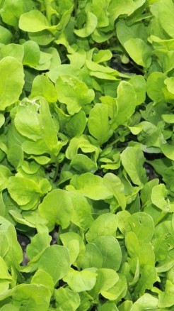 घर में आसानी से उगाएं पालक, जाने इन उन्नत किस्मों के बारे मे...