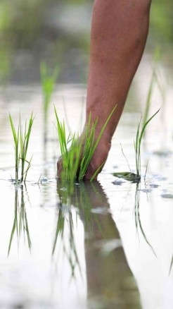 जुलाई माह में इन फसलों की खेती करने का सबसे अच्छा समय है