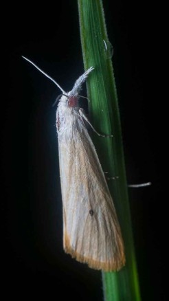 तना छेदक कीट धान की फसल को कर देता है बर्बाद, जानिये इसके प्...