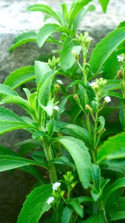 औषधीय गुणों से भरपूर हैं स्‍टीविया के पत्ते, जाने इसके गजब क...
