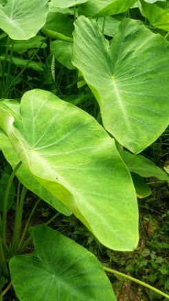 हाई बीपी और कोलेस्ट्रॉल के मरीजों के लिए अरबी के पत्ते हैं व...