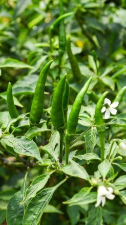 जाने मिर्च की उन्नत किस्में, जो देगी भरपूर पैदावार