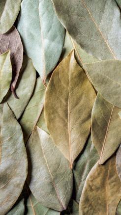Boil Bay Leaves in Water for Relief from Gas and Acidity