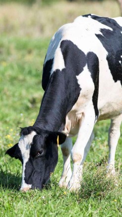 फ्रीजवाल गाय की यह नस्ल 300 दिनों तक दूध देती है, जानें इसकी...