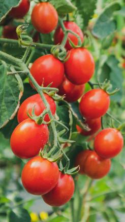 High-Yielding Hybrid Tomato Variety 3140, A Game-Changer for...