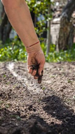 8 main tips for successful Gram cultivation, There will be h...