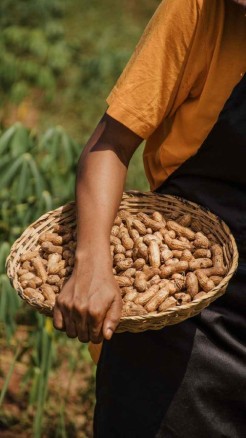 मूंगफली की पांच उन्नत किस्मों की खेती से कमाए बंपर मुनाफा