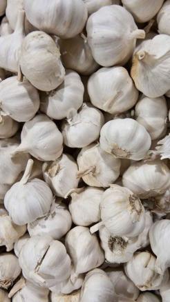 Grow these 5 advanced varieties of garlic in october-novembe...