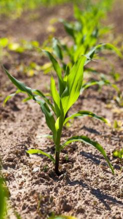 Protect Maize Crop from These 5 Diseases – Ensure a Great Ha...