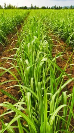 Six Essential Steps for Sugarcane Crop Care in August for Be...