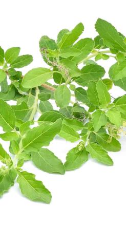Tulsi – Remedy for Cold, Cough & Even Diabetes