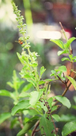 आइए जानते हैं ऐसी ही कुछ चीजों के बारे में जिन्हें शिवलिंग प...