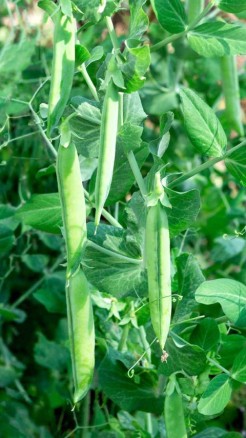 मटर की टॉप 5 उन्नत किस्में