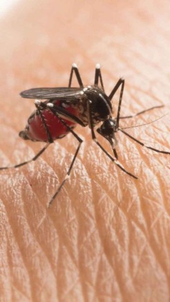 बारिश के मौसम में लगायें इन पौधों को मच्छरों का नामो-निशान ख...