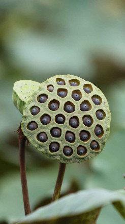 मखाना की खेती – कमाई और सेहत का डबल फायदा