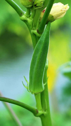 Amazing Benefits of Eating Okra – From Sugar Control to Bett...