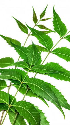 नीम की पत्तियाँ – शरीर को अंदर से साफ़ करने का प्राकृतिक तरी...