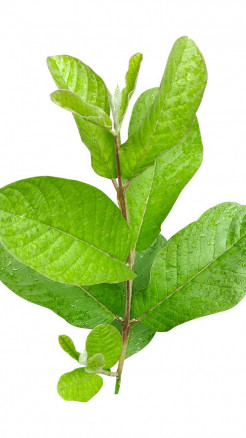 Guava Leaves – Beneficial for Diabetes and Dental Health