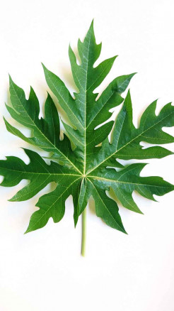 Papaya Leaves - Clean Your Stomach & Boost Immunity