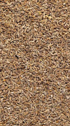Ajwain – A Simple Remedy for Stomach Pain & Gas