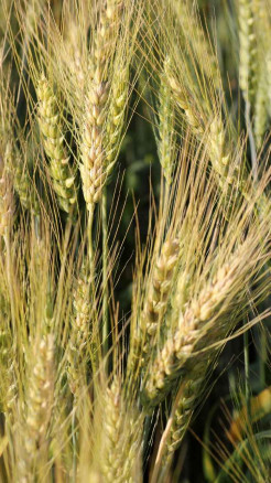 Top 5 Wheat Varieties - That Give Higher Yield & Better Prof...