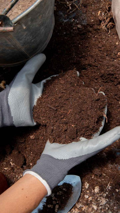 Organic Farming: Best Way to Use Cow Dung Manure