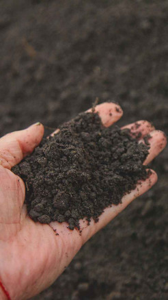 You do these 5 things in wheat, you will have a bumper crop