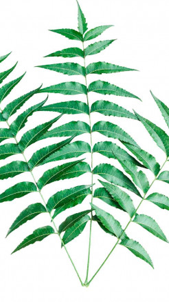 अब नहीं होगी फुंसियाँ! बस ये 6 चीज़ें खाओ और खून को अंदर से चमकाओ