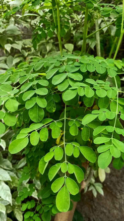 घर या खेत में लगाएँ ये 6 पेड़, कम समय में होंगे लखपति