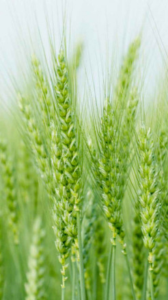 Top 5 Wheat Varieties in India