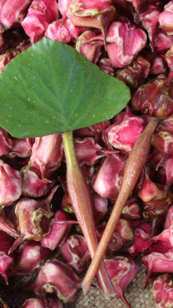 Six Amazing Miraculous Benefits of Eating Water Chestnut in...