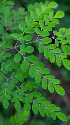 Six Unknown Superfoods — Hidden Treasures for Your Health