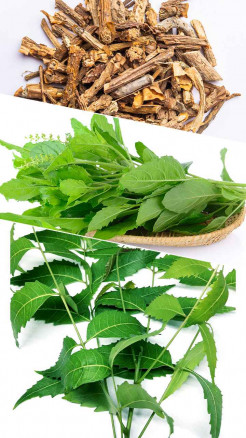 Neem, Tulsi, and Giloy – What Changes Occur in the Body with...