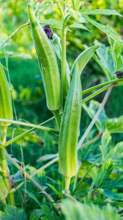 Best Vegetables to Grow in February – Easy Tips for Farmers