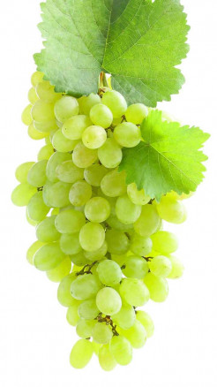 रोज अंगूर खाने से शरीर को मिलने वाले 6 खास फायदे